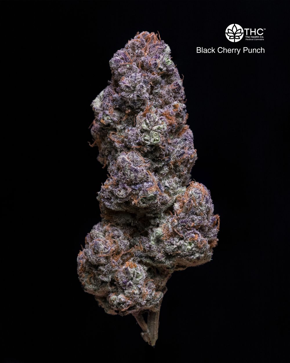 Black Cherry Punch flower grown by The Health Co.